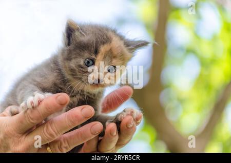 Soins des animaux de compagnie petit chaton avec les yeux bleus dans les paumes de femme ouvertes aga Banque D'Images