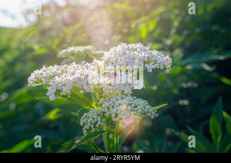 Abeille sur fleur de sureau sur branche verte sous les rayons du soleil. Plante médicinale. Banque D'Images