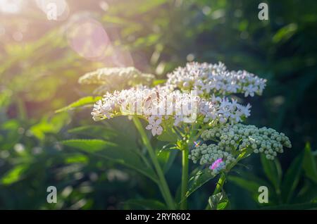 Abeille sur fleur de sureau sur branche verte sous les rayons du soleil. Plante médicinale. Banque D'Images