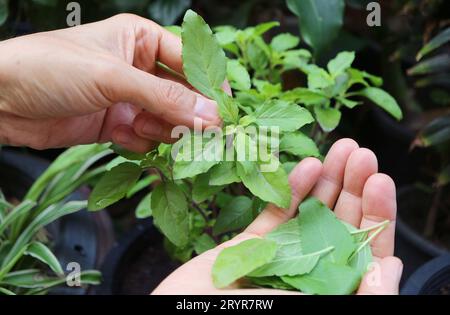 Cueillette à la main des feuilles de basilic Saint de la plante en pot pour la cuisson Banque D'Images