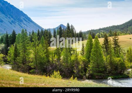 Rivière de montagne Chuja coule entre la forêt de conifères et les prairies Banque D'Images