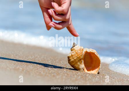 Doigt de main femelle pointe vers le coquillage dans le surf sur la plage Banque D'Images