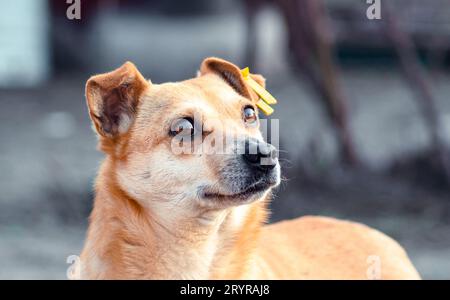 Chien Mongrel avec une étiquette jaune dans l'oreille regardant vers le haut avec espoir Banque D'Images