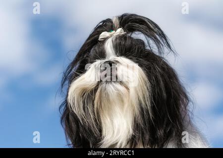 Portrait de chien Shih tzu gros plan Banque D'Images