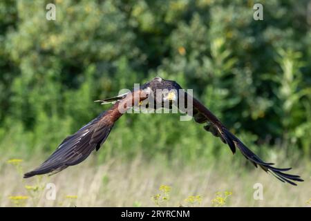 Un bel oiseau vibrant qui vole dans le ciel au-dessus d'un paysage paisible Banque D'Images