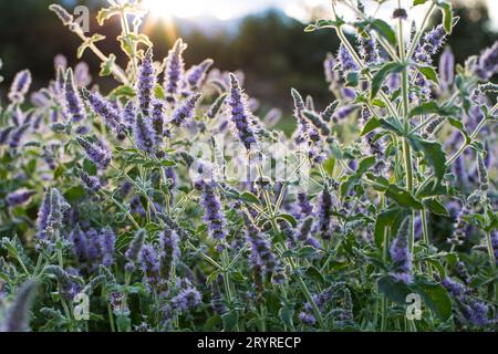 Majoram sauvage en fleurs dans les rayons du coucher du soleil Banque D'Images