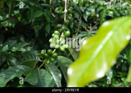 Grains de café vert sur la branche , grains de café en croissance , vue rapprochée Banque D'Images