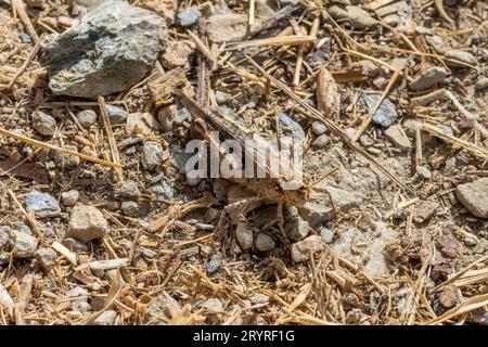 Acrotylus patruelis, Slender Digging Grasshopper Banque D'Images