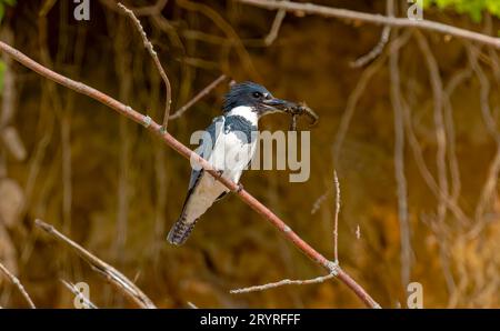 Le kingfisher avec ceinture (Megaceryle alcyon) Banque D'Images