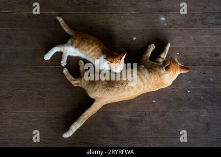 Chat domestique gingembre mère allaitant bébé chaton chats sur plancher en bois dans la maison verte de bâtiment abandonné ou ฺBaan khiao à la ville de Phak Hai dans Ayuttha Banque D'Images