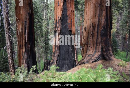 Arbres géants brûlés de séquoia dans le parc national de Sequoia, Californie, paysage animalier américain Banque D'Images