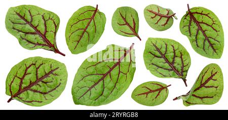 Feuilles de verger vertes fraîches ou feuilles de salade mangold isolées sur fond blanc Banque D'Images