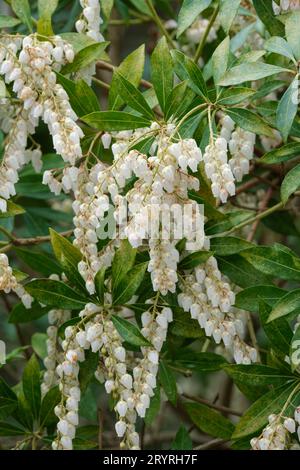 Pieris japonica, andromède japonaise, pieris japonais, arbuste à feuilles persistantes, buisson de lis de la vallée, Andromeda japonica, fleurs blanches en forme d'urne au printemps Banque D'Images