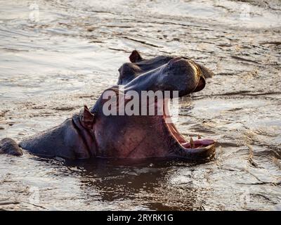 Les deux hippopotames profitent d'un plongeon rafraîchissant dans un lac tranquille Banque D'Images