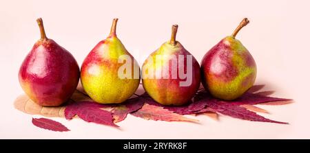 Poires mûres et sèches feuilles pourpres sur fond rose. Concept la récolte d'automne. Banque D'Images