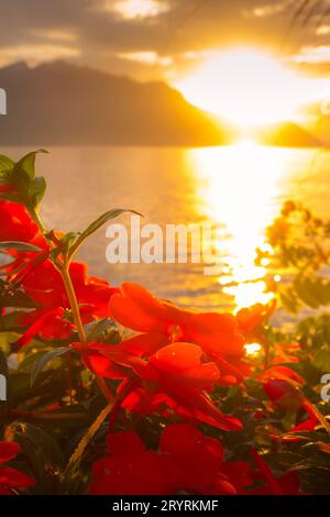 Fleurs et lac de Genève, Suisse coucher de soleil Banque D'Images