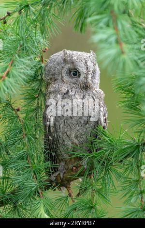 Le hibou eurasien (Otus Scops) ou le hibou européen ou simplement le hibou Scops assis sur une branche . Banque D'Images