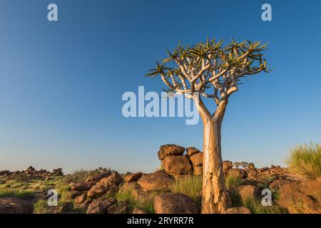 Le carquois tree, ou l'aloe dichotoma, Keetmanshoop, Namibie Banque D'Images