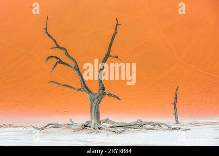 Camelthorn morts Arbres et dunes rouges à Deadvlei, Sossusvlei, Namib-Naukluft National Park, Namibie Banque D'Images