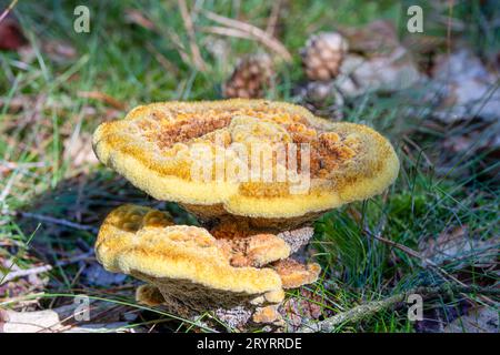 Gros plan d'un champignon velouté jaune, Phaeolus schweinitzii, Banque D'Images
