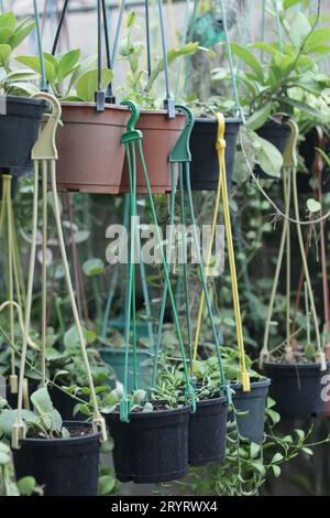 Une sélection de plantes en pot exposées à la vente dans une boutique florale Banque D'Images