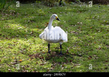 Cygnus columbianus bewickii, cygne de Bewick adulte, marchant sur l'herbe parmi les feuilles d'automne tombées Banque D'Images