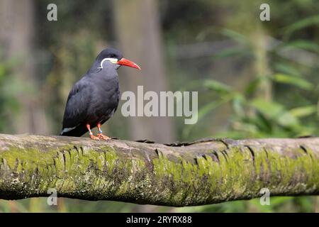 Une terne inca captive Larosterna inca d'origine sud-américaine sur une branche d'arbre dans un centre marécageux Banque D'Images