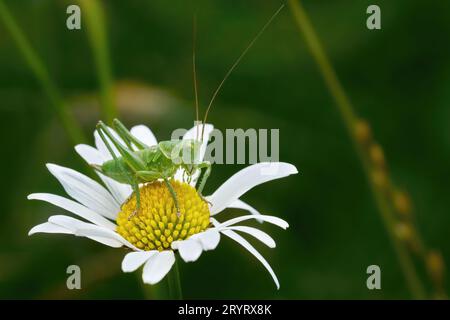 Grand buisson-cricket vert (Tettigonia viridissima) juvénile en stade nymphe supérieur sur marguerite Banque D'Images