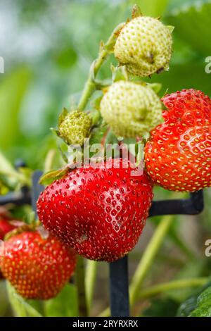 Gros plan de fraises mûres et non mûres dans le jardin Banque D'Images