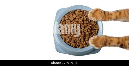 Un bol de délicieuse nourriture sèche pour chat dans les pattes de chat sur un fond blanc. Banque D'Images
