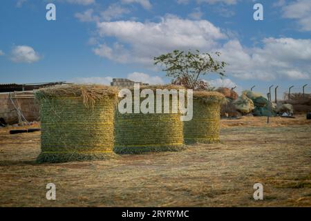 Balle de foin et paille dans le champ. English Paysage rural. Récolte d'or jaune de blé en été. Paysage naturel de campagne. Récolte de céréales, récolte. Banque D'Images