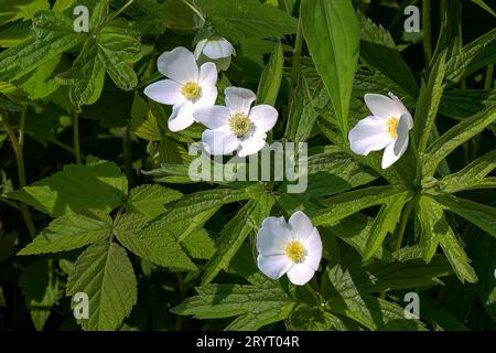 Anémone du Canada (Anemonastrum canadense - Anemone canadensis) Banque D'Images