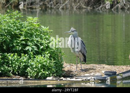 Ardea cinerea, héron cendré Banque D'Images