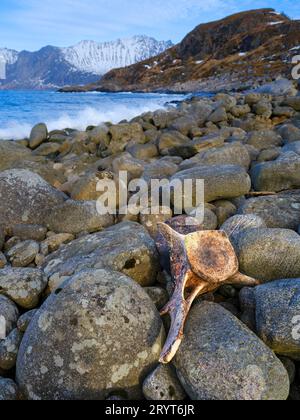 Vertèbres d'une baleine, côte près de Mefjordvaer. L'île Senja pendant l'hiver dans le nord de la Norvège. Europe, Norvège, Senja, mars Banque D'Images