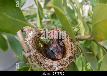 Les oiseaux nichent sur un arbre ramifié avec deux bébés oiseaux Banque D'Images