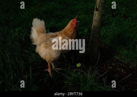 Poulets de gamme Happy Freer dans un verger de pommiers bio dans un petit jardin en angleterre Royaume-Uni Banque D'Images