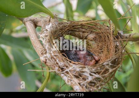 Les oiseaux nichent sur un arbre ramifié avec deux bébés oiseaux Banque D'Images