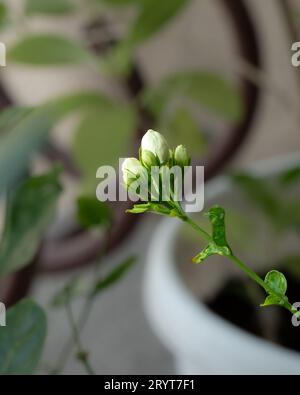 Vue rapprochée d'un bouquet de bourgeons de fleurs de jasmin poussant dans le jardin. Banque D'Images