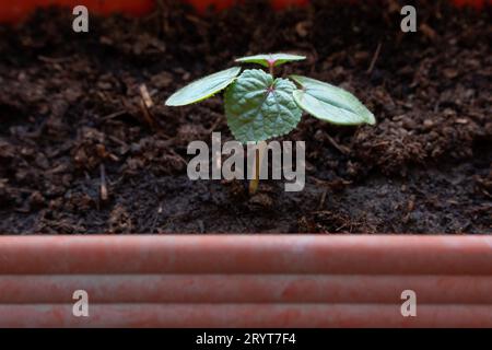 Vue rapprochée d'un doigt de Dame solitaire (abelmoschus esculentus) grandissant dans un pot dans un jardin urbain. Banque D'Images