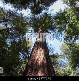 Séquoia côtier à Muir Woods en Californie Banque D'Images