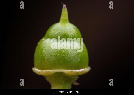 Cayratia japonica fruit dans la nature Banque D'Images