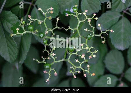 Cayratia japonica fruit dans la nature Banque D'Images