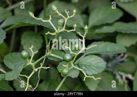 Cayratia japonica fruit dans la nature Banque D'Images