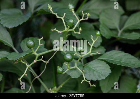 Cayratia japonica fruit dans la nature Banque D'Images