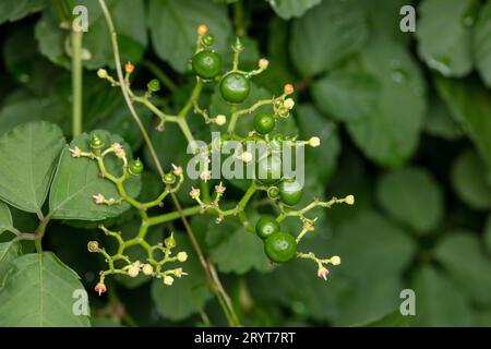 Cayratia japonica fruit dans la nature Banque D'Images