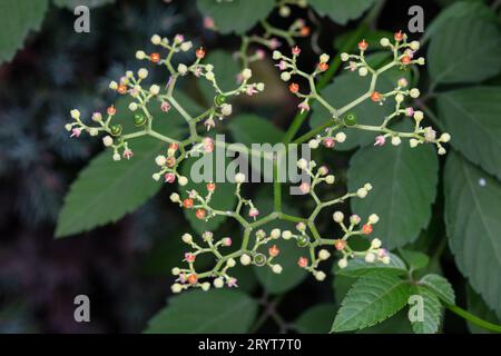 Cayratia japonica fleurs et fruits à l'état sauvage Banque D'Images