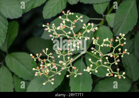 Cayratia japonica fleurs et fruits à l'état sauvage Banque D'Images