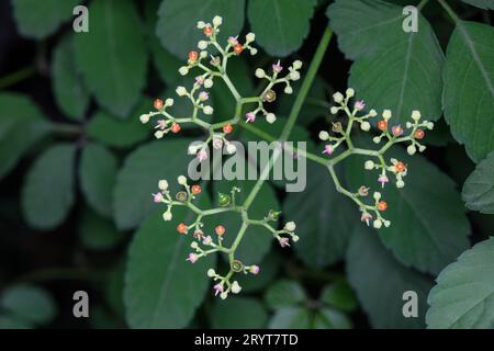 Cayratia japonica fleurs et fruits à l'état sauvage Banque D'Images