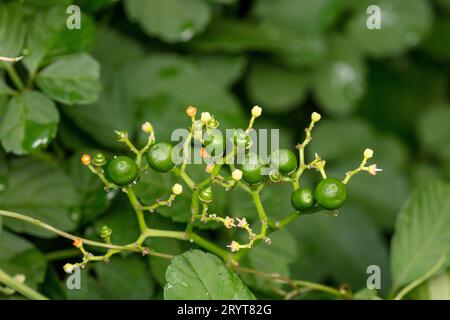 Cayratia japonica fruit dans la nature Banque D'Images