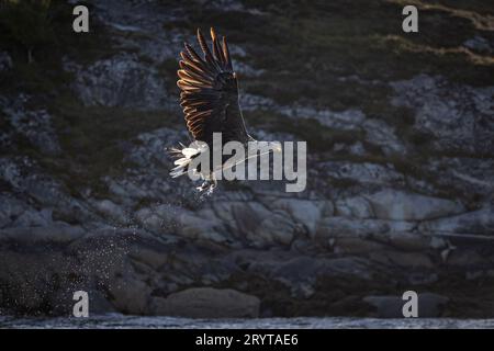 White-tailed Eagle Banque D'Images